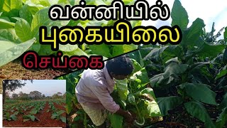 வன்னியில் புகையிலை செய்கை| tobacco cultivation in vanni | Sri Lanka