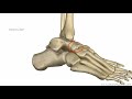 Bones of the Foot   Anatomy Tutorial