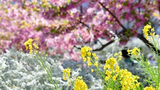 春爛漫の西郷川河口公園