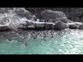 葛西臨海水族園　フンボルトペンギンのお食事　humbolt penguins in kasai