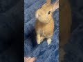 【ウサギ】おやつを貰う時のおねだりポーズ うさぎ rabbit bunny