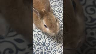 【ウサギ】おやつを貰う時のおねだりポーズ#うさぎ #rabbit #bunny