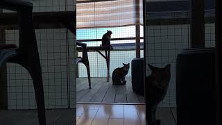 令和6年12月21日 猫達放出！ #shorts #cat #保護猫