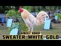 Sweater White Gold of A.D.A Gamefarm in Pampanga Philippines by Amiel Abad