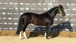 Milionário da Vendramin TE - 3º Macho na Expo-Outonal 2019