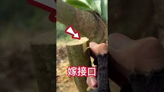 新手學果樹嫁接，從這裡開始！ 詳細教學Beginners learn fruit tree grafting, start here! Detailed tutorial