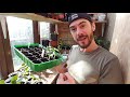 ★ how to grow squash from seed a step by step guide