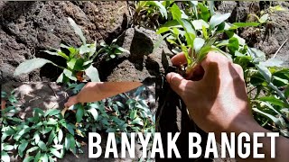 HABITAT ASLI ANUBIAS SP / ANUBIAS KW / HOMALOMENA || TANAMAN AQUASCAPE