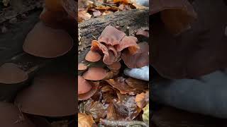 เห็ดหูหนูสดเดือนธันวาคม Wood Ear, Jelly Ear in December #wildmushrooms #เก็บเห็ดป่าอังกฤษ