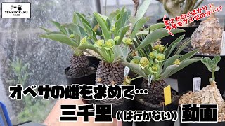 【多肉植物/塊根植物】#128 - オベサの雌がいないんです…！【ユーフォルビア】