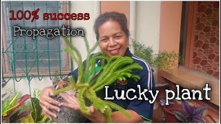 BEST way of propagating - Monkey Tail Fern || vlog 36