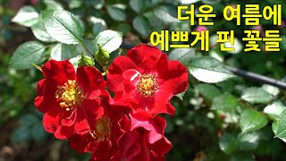 더운 여름에 예쁘게 핀 꽃들. Introducing flowers that bloom well in hot summer. (우단동자,자엽펜스테몬,분홍조팝,버베나,프랑케니아 외)