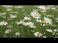 flowers background video hd