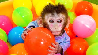 🐵Monkey baby Bi Bon and her brother play in the rainbow pool and eat fruit | Animal HT