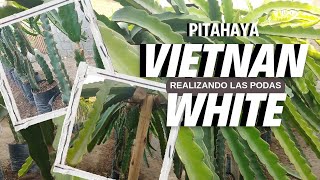 💥💥UNDATUS VIETNAN WHITE‼️ realizando las PODAS✂️ de la DRAGONFRUIT🐉