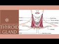 Anatomy Of Thyroid Gland || Simplified Anatomy #neetmds #neetmdscoaching #neetpg