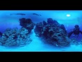 A World UnderWater: The Reefs of Belize