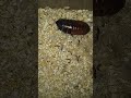 Madagascar hissing roach nymphs #shorts #nymphs #insects #roaches #roach #mealworms #cockroach