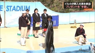 イルカが新入社員を歓迎　下田海中水族館