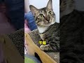 当我的猫咪无意间发现我有空时，这反映太真实了🤣😜 狸花猫 cat 猫咪的迷惑行为 pets 可爱猫咪 cute 貓咪 funny animals