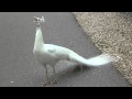 White Peacock Call