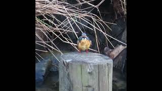 カワセミ狛江地区お母さん復路ショート 2024 07 26 #カワセミ #野鳥 #birds #wildlife #nature #自然観察ぶらり散歩