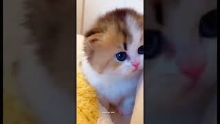 Cute Kitten❤️Niedliches Kätzchen❤️Gattino Adorabile❤️Милый Котёнок❤️かわいい子猫 (Kawaii Koneko) #chaton