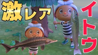 【カズ森】レア魚のオンパレード！イトウ、チョウザメきたぁ！あつまれどうぶつの森 PART9