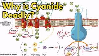 What makes cyanide so deadly?
