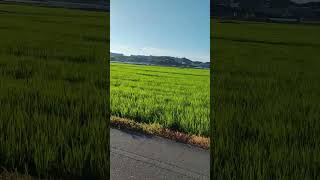 Biking through the Japanese countryside - 日本の田舎を自転車で巡る