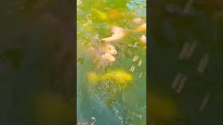 Fish 🎏 feeding ll ବାଳ କେତେ ମାଛ ରେ 😲#shorts #trending #odiavlogger #odiavlogs #odiavlog #viral