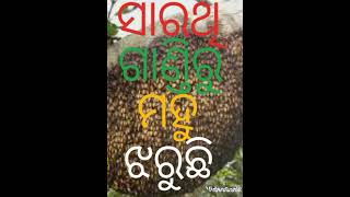 ମହୁ ଝରୁଛି ସାରଥି ଗାଣ୍ତିରୁ ଦେଖନ୍ତୁ