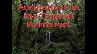 Rainforest Adaptations