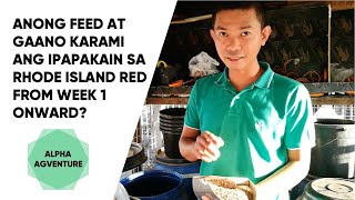 Anong Feed at Gaano Karami ang Ipapakain sa Rhode Island Red from Week 1 Onward?