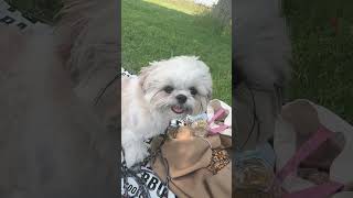 笑う犬。笑顔集めてみました！#シーズー #ペット動画 #shih #犬のいる暮らし  #shorts#dog #shihtzu