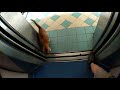 (Orange Cat 🐈) Block 57 Toa Payoh Residential HDB - Otis and Fujitec traction elevators