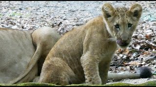 子ライオンの食事とお昼寝/ Lion cub's meal and nap time