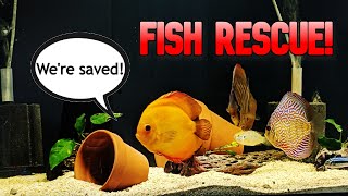 RESCUING Sick DISCUS and African Cichlids