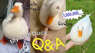 Q\u0026A with my call duck “Foie Gras” | ตอบคำถามเรื่องเป็ด 🐤