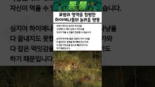 표범의 영역을 침범한 하이에나들의 놀라운 행동