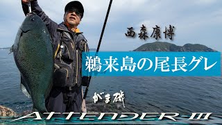 【がま磯 アテンダーIII】西森康博 VS 鵜来島の尾長グレ