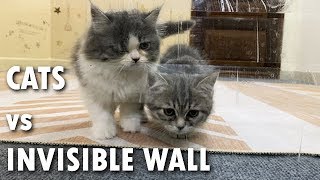 Cats Vs Invisible Wall