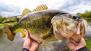 I've NEVER Seen This Many GIANT Bass in a POND! (Bank Fishing)