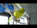 ノリノリでおしゃべりするセキセイインコ　chappie the budgie is chatting very well