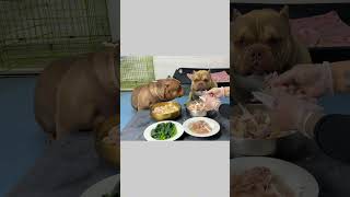 姨姨们 吃饭啦 恶霸犬 萌宠出道计划 全网伙食最差狗 @恶霸犬杨德富磊杨德彪賂