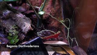 Rare Plant Unboxing for Poison Dart Frog Bioactive Vivarium