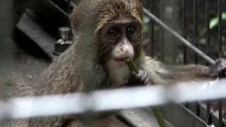 #03 Cute baby De Brazza's Guenon.かわいいブラッザグエノンの赤ちゃん。