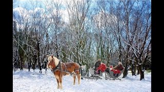 ナノハナ並木道・雪景色（高知県四万十市入田、四万十川河畔林）