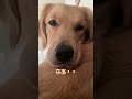 ため息ヤバい dogs ゴールデンレトリーバーgolden ゴールデンレトリバー goldenretriever 多頭飼い 大型犬