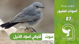 صوت ابلق اسود الذيل قليعي اسود الذيل Blackstart sound